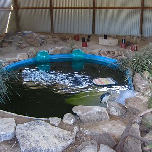 Little Penguin exhibit
