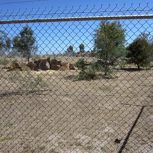 Maned Wolf enclosure
