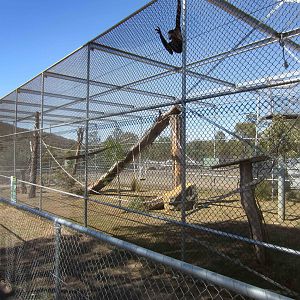 Northern White-cheeked Gibbon cage
