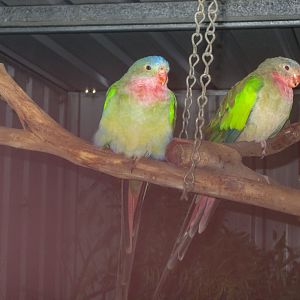 Princess parrots