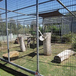 Serval enclosure
