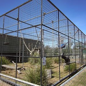Siamang cage