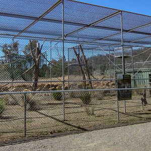 Silvery Gibbon enclosure