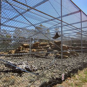 Snow Leopard enclosure