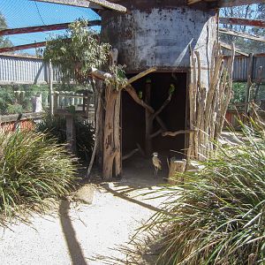 Superb Parrot and Bush Stone-curlew exhibit