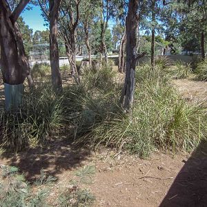 Tasmanian Devil enclosure