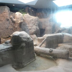 Indoor Lion Exhibit