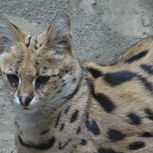 "Summer" the Serval