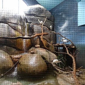 Sacred Ibis Exhibit