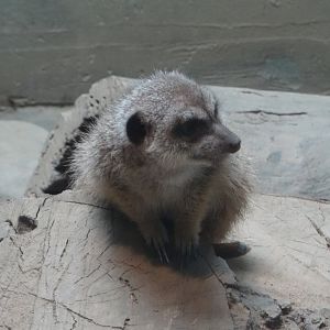 Meerkat