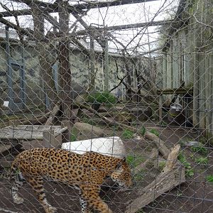 Jaguar Exhibit