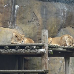 African Lions