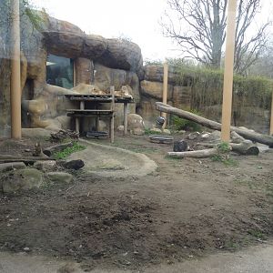 African Lion Exhibit