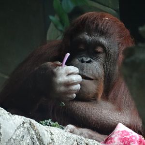Bornean Orangutan