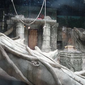 Bornean Orangutan Exhibit