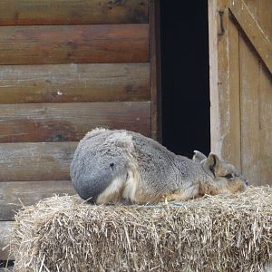 Patagonian Cavy