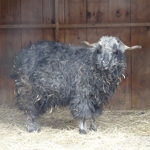 Black Angora Goat