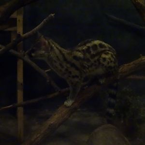 Large-Spotted Genet