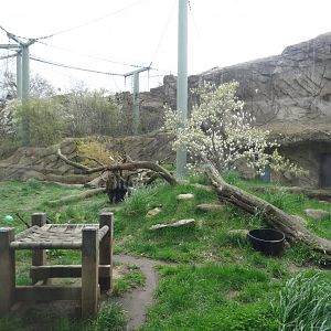 Canadian Lynx Exhibit