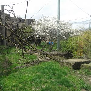 Amur Leopard Exhibit