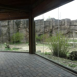 Amur Tiger Exhibit