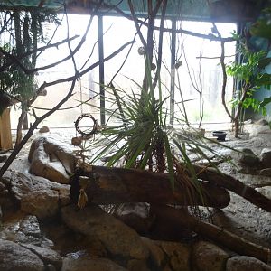 Blue Duiker/African Birds Exhibit