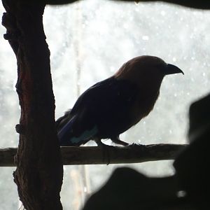 Blue-Bellied Roller