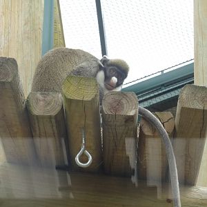 Lesser Spot-Nosed Guenon