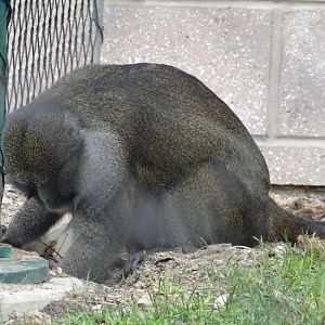 Male Allen's Swamp Monkey