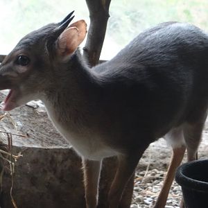 Blue Duiker