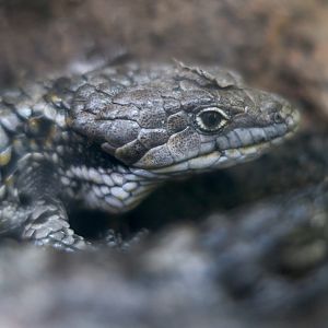 Banded Arboreal Alligator Lizard (Abronia taeniata)