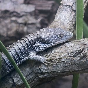 Martín del Campo's Arboreal Alligator Lizard (Abronia martindelcampoi)