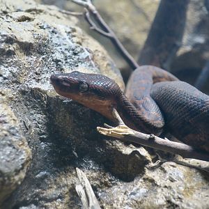 Hispaniolan Boa (Chilabothrus striatus)