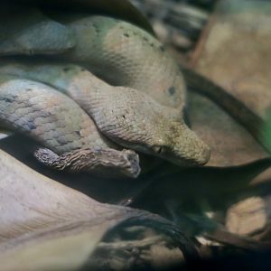 Pacific Tree Boa (Candoia bibroni)