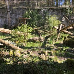 Cougar Exhibit