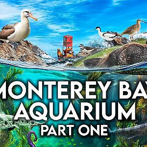 Monterey Bay Aquarium | PART ONE (6 Galleries)