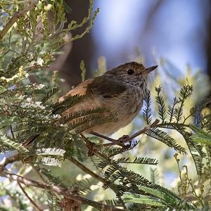 Brown Thornbill