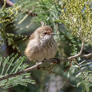Brown Thornbill