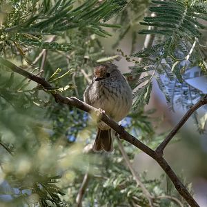 Brown Thornbill