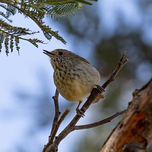 Brown Thornbill