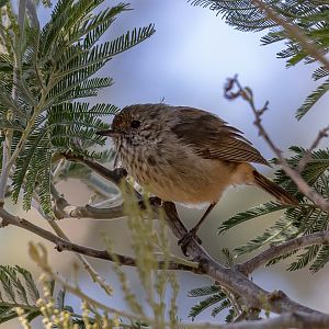 Brown Thornbill
