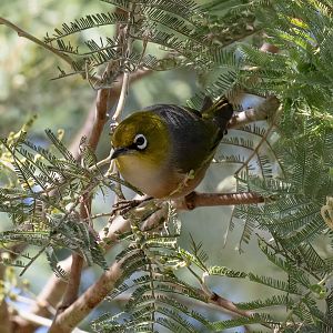 Silvereye
