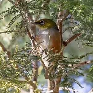 Silvereye