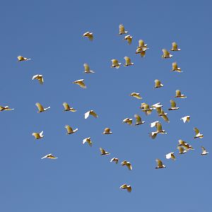 Sulphur-crested Cockatoo