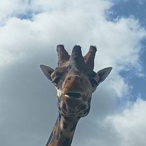 Giraffe at YWP