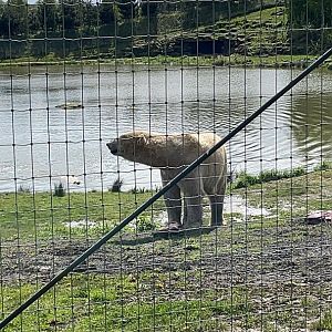 Polar bear at YWP