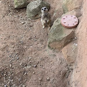 Meerkat at YWP