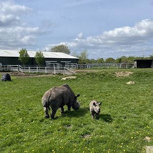 Black rhino, Mum and calf at YWP