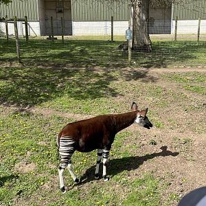 Okapi at YWP