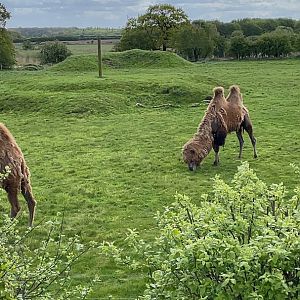 Camels at YWP